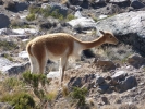 llama alpaca vicuna closeup p1060084 s
