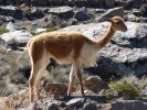 llama alpaca vicuna closeup p1060086 s