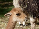 llama alpaca vicuna head closeup p1010407 b