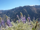 mountain mountain range behind flowers p1060373 s