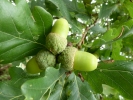 nature misc acorns p1020361 b