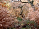 nature misc autumn dense undergrowth pb070309