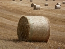 nature misc bales of staw in field p1020146