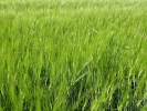 nature misc barley field green p1030986