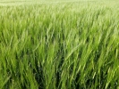 nature misc barley field green p1030987
