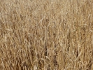nature misc barley field yellow p1040195