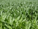 nature misc corn field p1040269