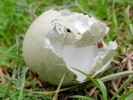 nature misc egg shell