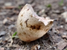 nature misc egg shell p6010179