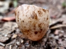 nature misc egg shell p6010181