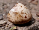 nature misc egg shell p6010183
