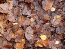 nature misc leaf litter autumn