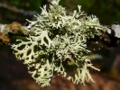 nature misc lichen p4230163