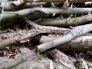 nature misc log pile p1000113