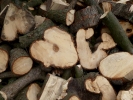 nature misc log pile p1000115