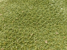 nature misc moss closeup p1000681 b