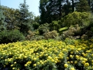 nature misc ornamental garden yellow flowers p1100025 s
