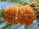 nature misc palm tree pa150013