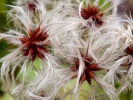 nature misc seeds white spiderlike pa300258