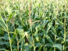nature misc sweet corn field p1020729