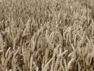 nature misc wheat field yellow p1040270