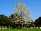 passing on graveyard tree in blossom