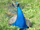 peacocks peacock 1