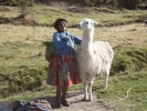 people old woman and llama p1010247 b