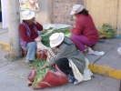 people three women sorting plants in street p1000654 b