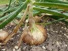 plants onion set p1000128