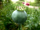 plants poppy seed head p1000125