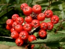 plants red berries p9220045