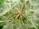 plants seed head daisy closeup p1000091