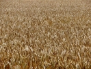 plants wheat field