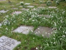 religious church yard gravestones flat