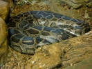 reptiles coiled snake p1040749