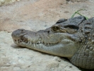 reptiles crocodile p1020602 b