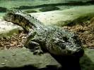 reptiles crocodile p1020989 b