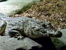 reptiles crocodile p1020992 b