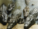 reptiles crocodiles