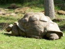 reptiles giant tortoise p1020560 b