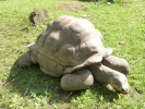 reptiles giant tortoise p1020574 b