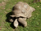 reptiles giant tortoise p1020576 b
