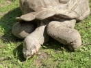 reptiles giant tortoise p1020579 b