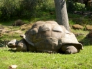 reptiles giant tortoise p1070865 s