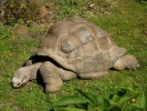 reptiles giant tortoise p1070873 s
