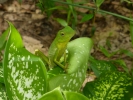 reptiles green lizard p1040242