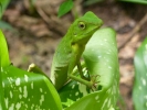 reptiles green lizard p1040243