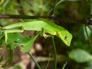 reptiles green lizard p1040247