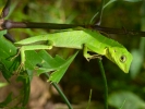 reptiles green lizard p1040248